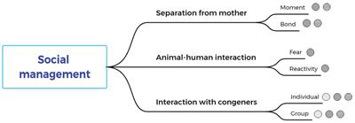 Welfare implications on management strategies for rearing dairy calves: A systematic review. Part 2 – Social management